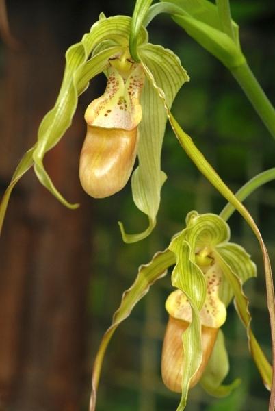 Fata Morgana-orchidej 16