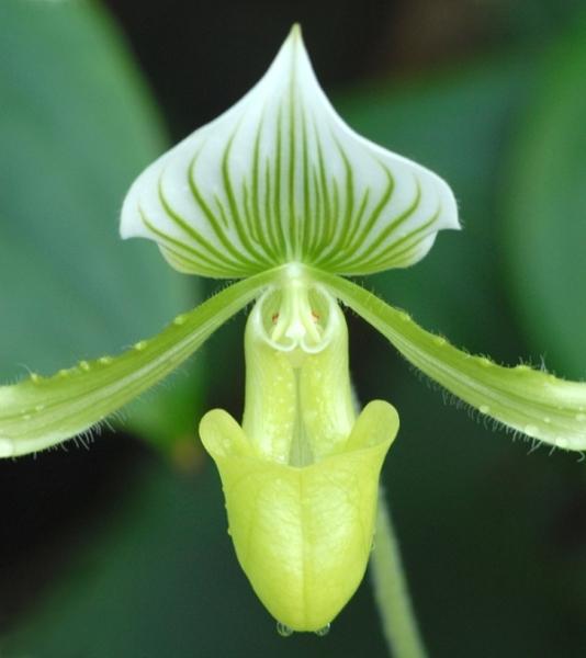 Fata Morgana-orchidej 13
