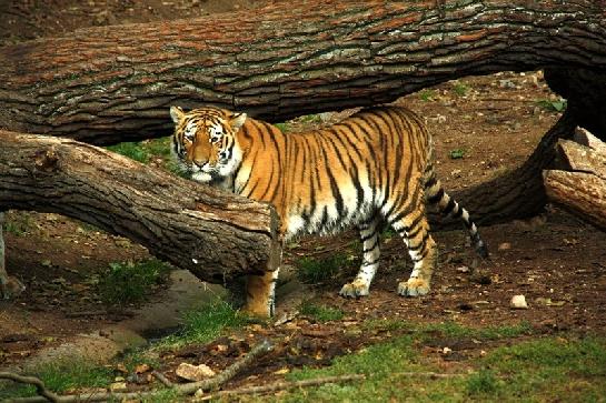 Zoo Plzeň tygr