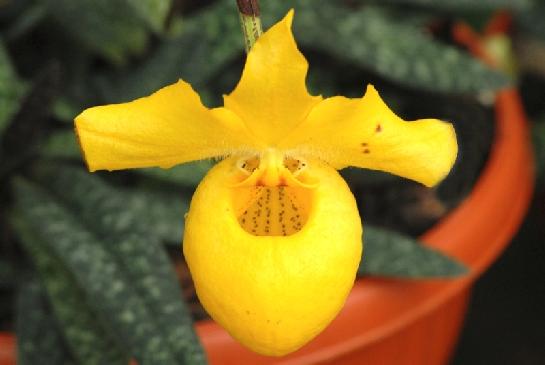 Fata Morgana-orchidej 11