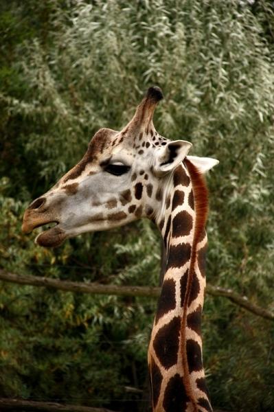 Zoo Plzeň Žirafa