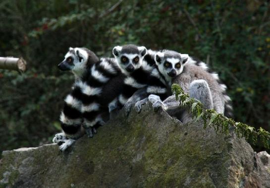 Zoo Plzeň Lemur