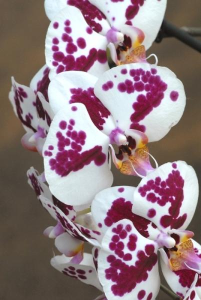 Fata Morgana-orchidej 12