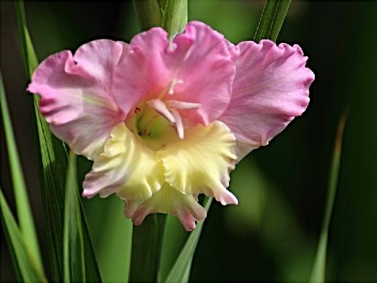 Květ na stvolu mečíku