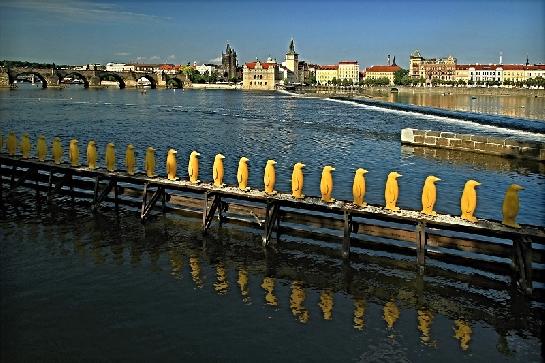 Vltava u Kampy