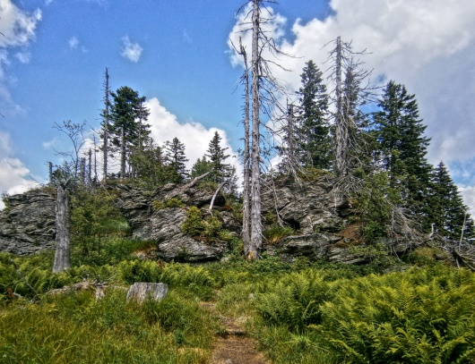 Malý Javor -  Kleiner Arber - 1384 m nad m. 