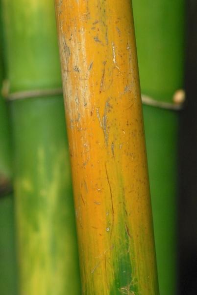 Fata Morgana-bambus