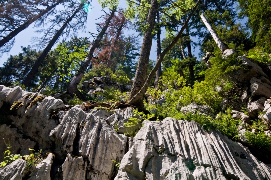 Škrapy a divoký les v národním parku Risnjak