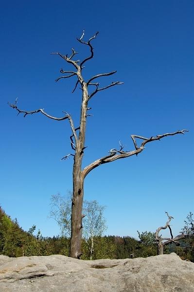 Osamělý strom