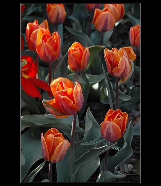 Tulipány