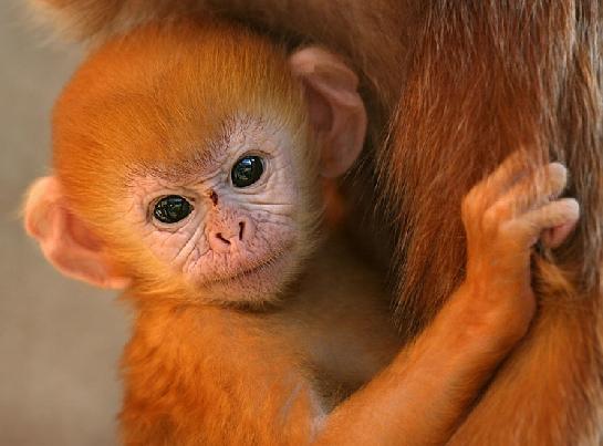 Langur jávský