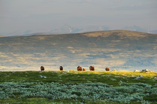 NORSKO - stádo pižmoňů v NP Dovrefjell