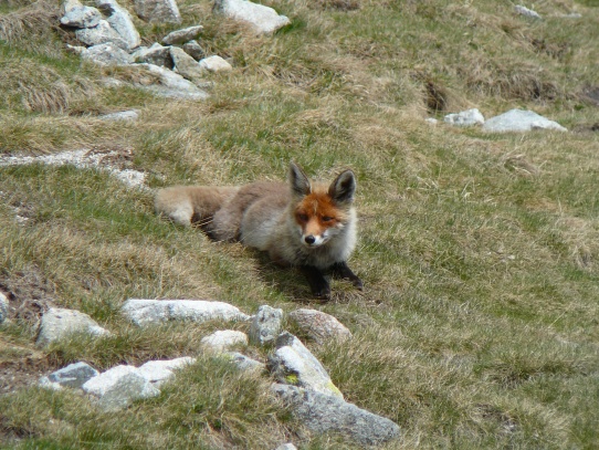 liška - vulpes vulpes