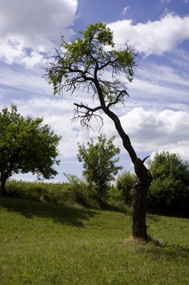 Kutnohorsko 05 - strom