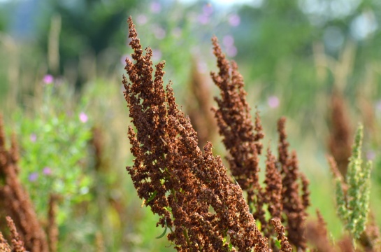 Flora a fauna v okolí Teplé