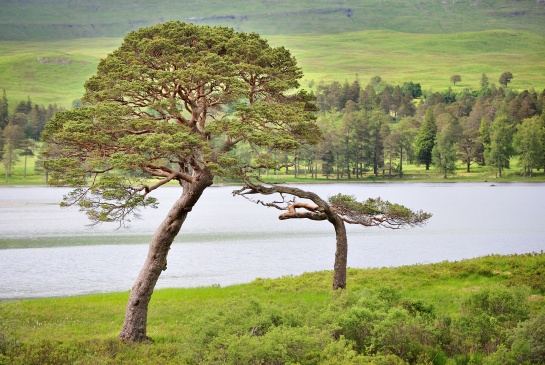 SKOTSKO - strom u jezera LOCH TULLA