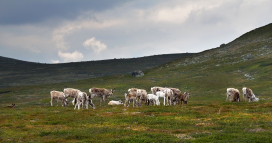 Norsko - NP Femundsmarka stádo sobů