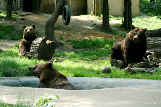 Medvědi