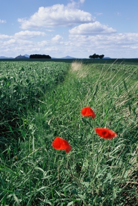 Krajina u Libochovic