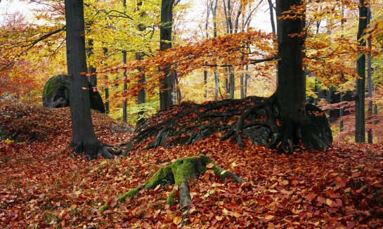 Oldřichovské háje a skály NS