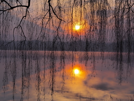 Slunce a bříza