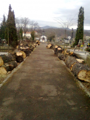 Bílinský hřbitov s pokácenými stromy