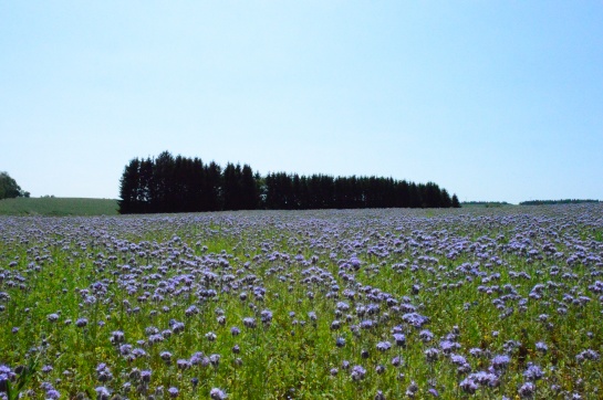Krajina Táborska, oseté pole s lesem