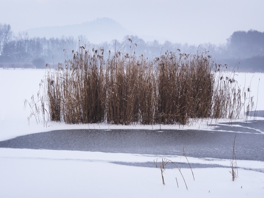 Zimní Horecký rybník