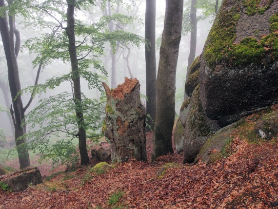 Mlha v bukovém lese