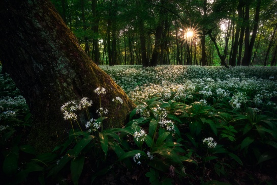 Jaro v Libickém Luhu