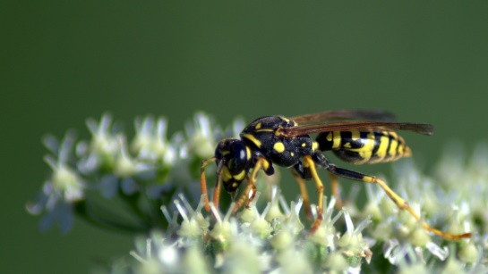 Flora a fauna v okolí Teplé