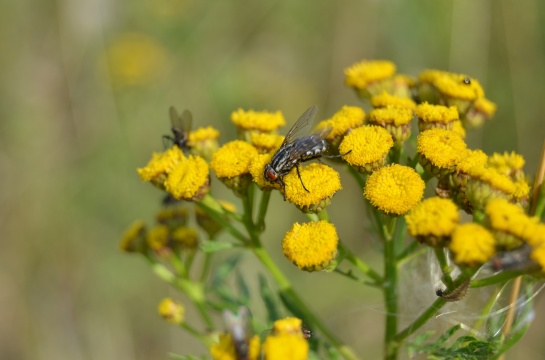Flora a fauna v okolí Teplé