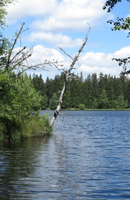 Národní přírodní rezervace Kladské rašeliny - Kladský rybník