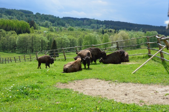 Bizoni v České krajině