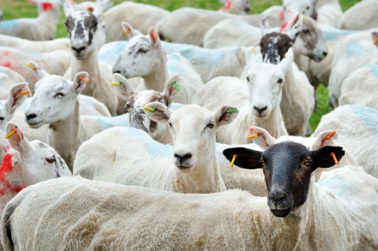 SKOTSKO - značkování a stříhání ovcí
