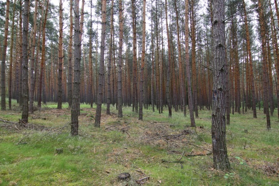 Borový les