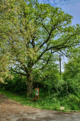 Památný dub v Bubovicích