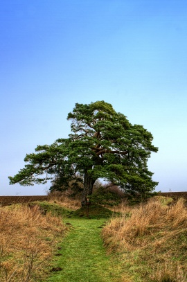 Památný strom Libáňská borovice
