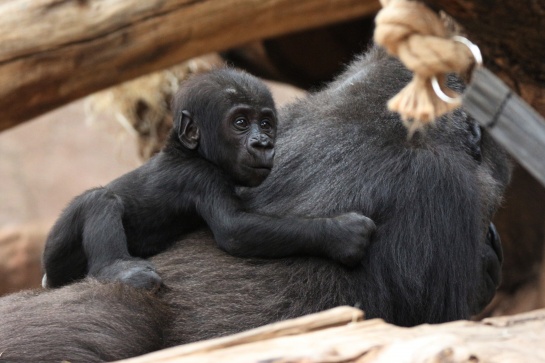Ajabu - mládě gorily nížinné
