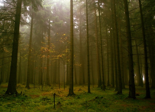 Tajuplný les.