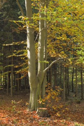 Stromy na podzim