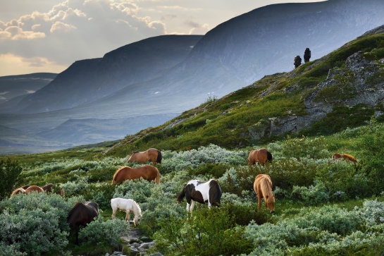 NORSKO - stádo koní v NP Dovrefjell