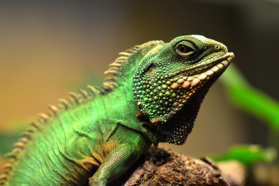 Chameleon
