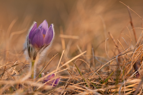 Koniklec velkokvětý (Pulsatilla grandis)