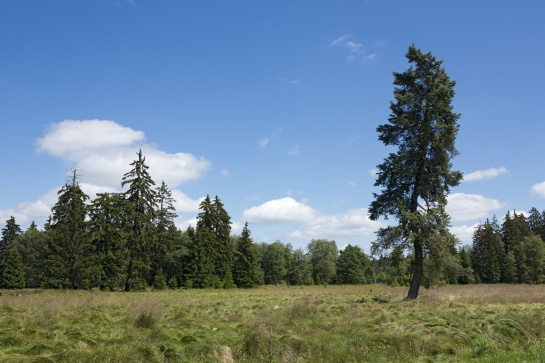 Národní přírodní rezervace Kladské rašeliny