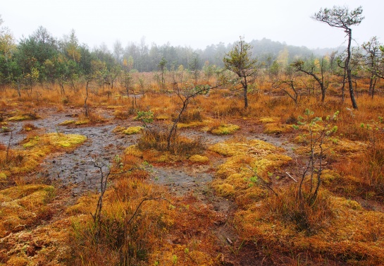 Swamp V