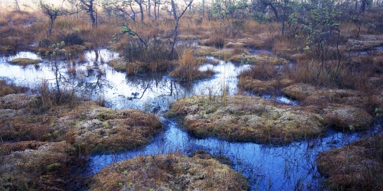 Máchovo Jezero, Swamp