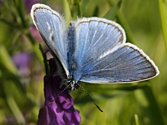 Modrásek na Tobiášově vrchu
