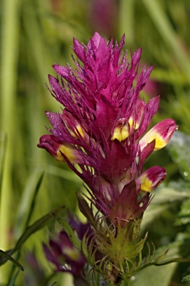 Černýš na Tobiášově vrchu