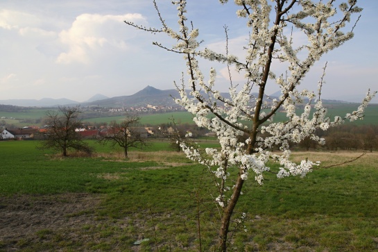 Květy pod Středohořím